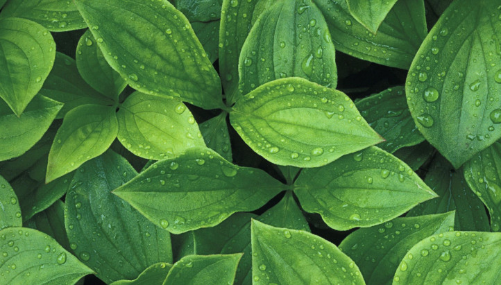 How we helped Pukka Herbs become the first company of its size in the UK to have an approved science-based target